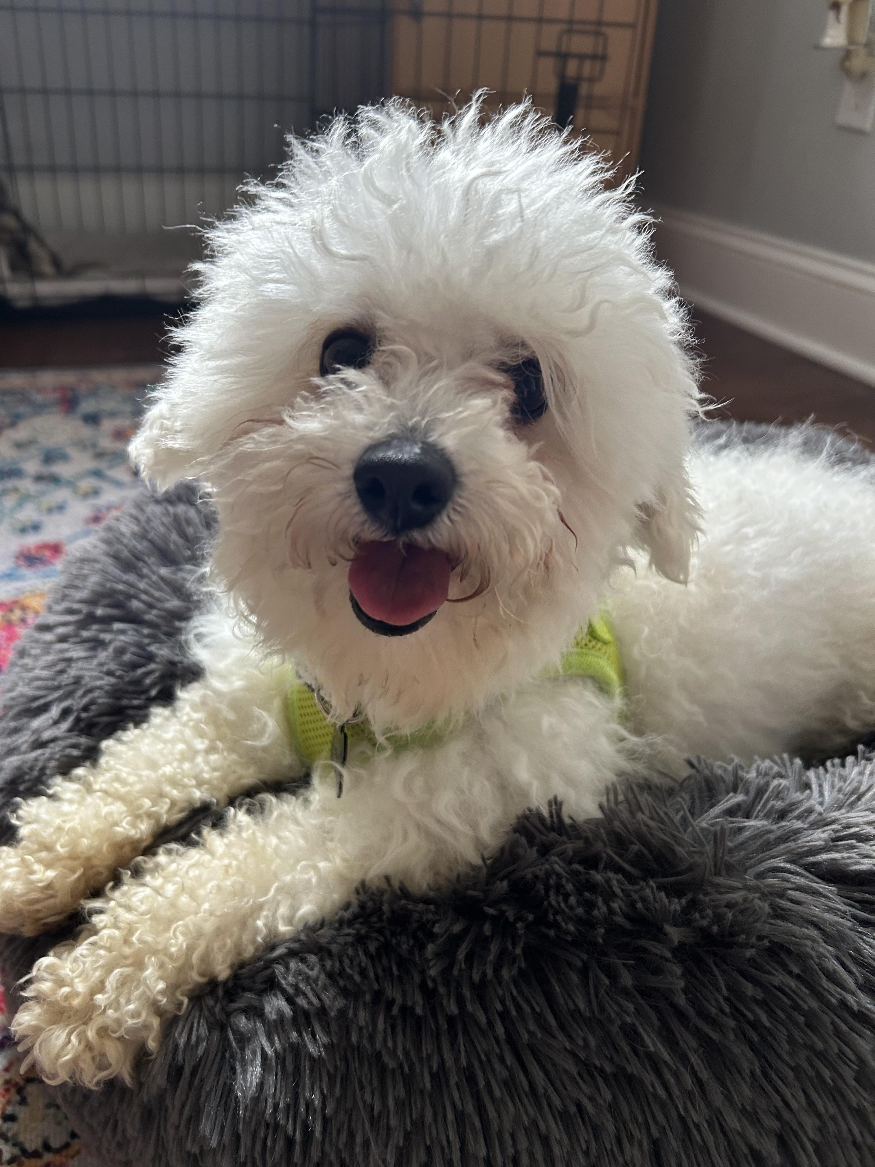 Enlarge Ace, an adopted Miniature Poodle in Closter, NJ image 3/4
