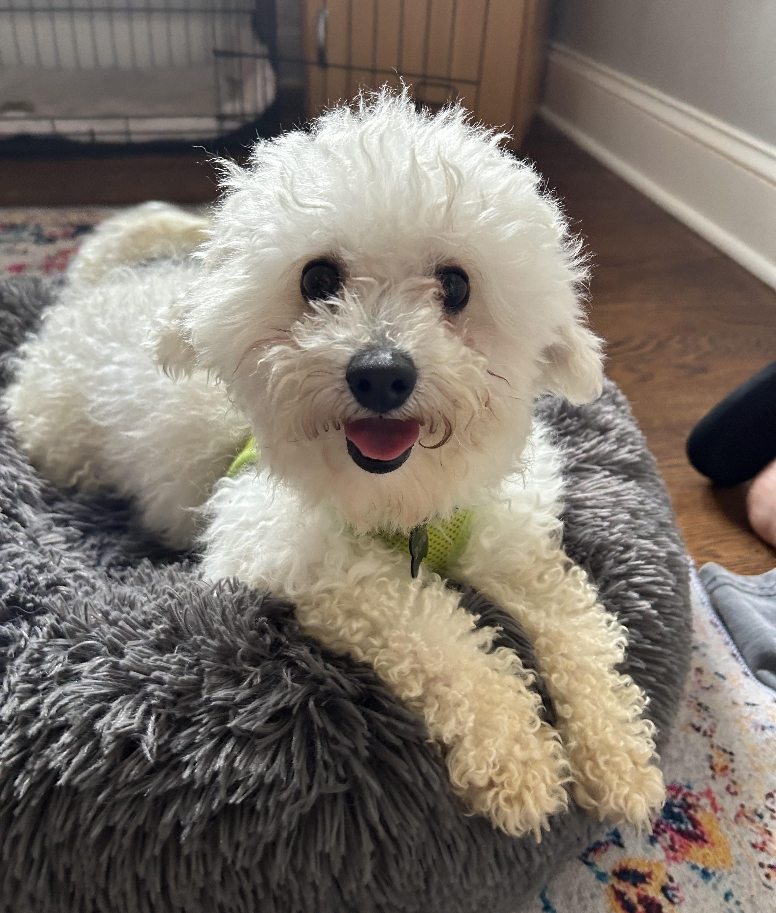 Ace, adopted, Adult Male Miniature Poodle.