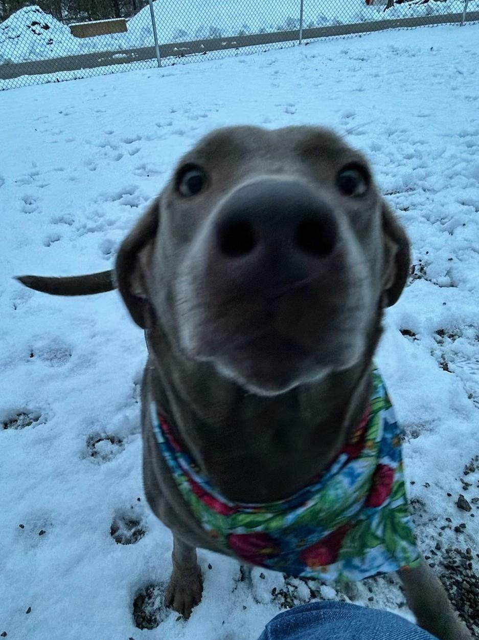Enlarge Sylvie, a ADOPTABLE Labrador Retriever in Kellogg, ID image 2/4