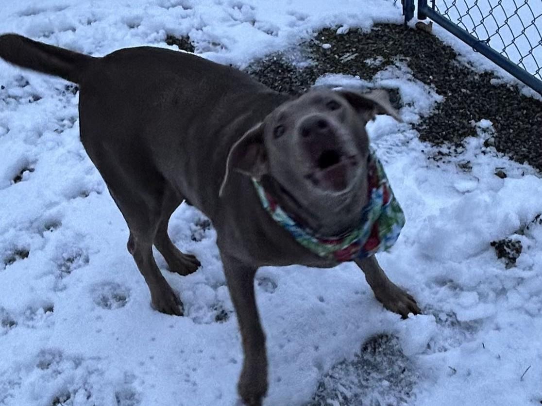 Sylvie, ADOPTABLE, Adult Female Labrador Retriever.