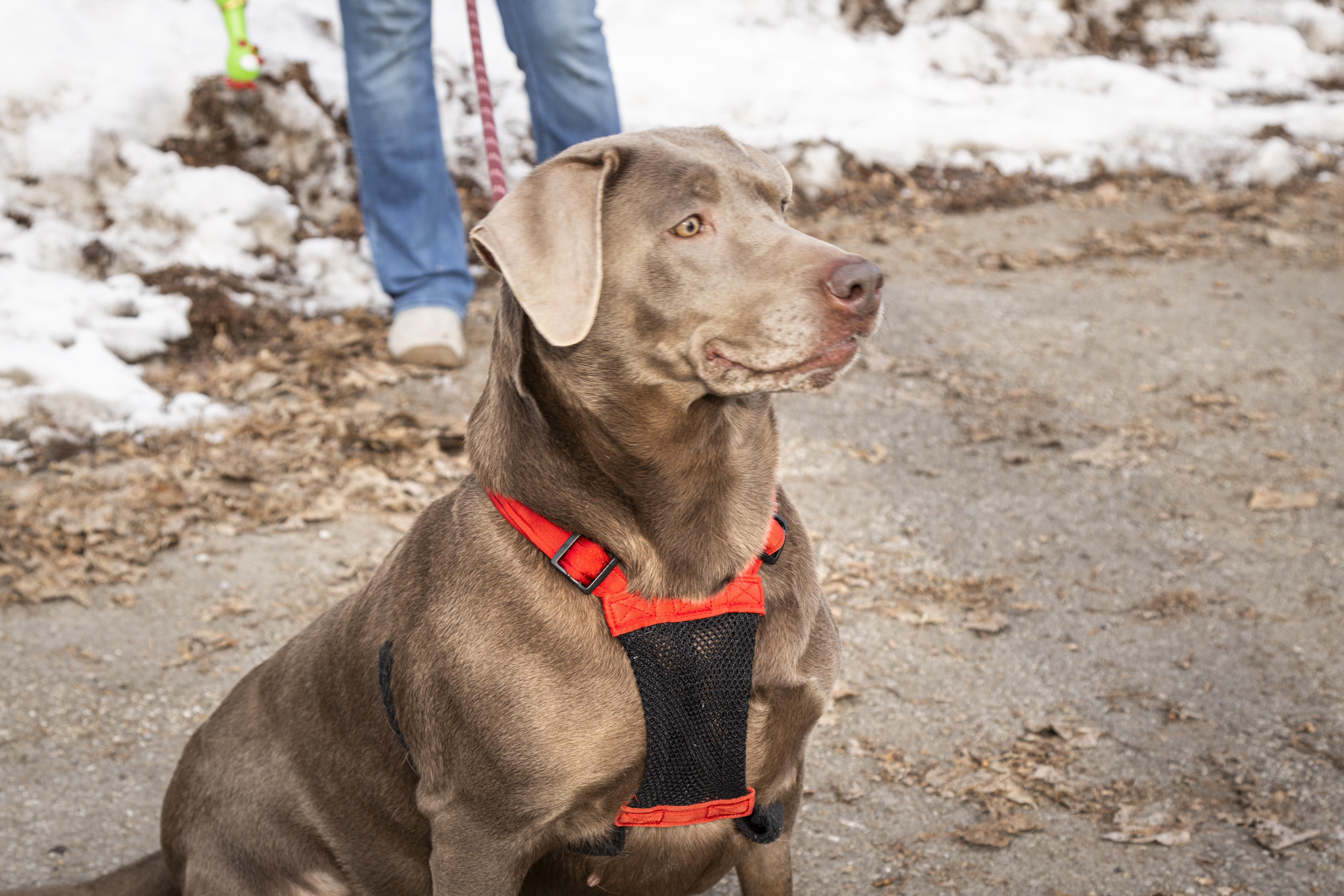 Enlarge Sylvie, a ADOPTABLE Labrador Retriever in Kellogg, ID image 2/5