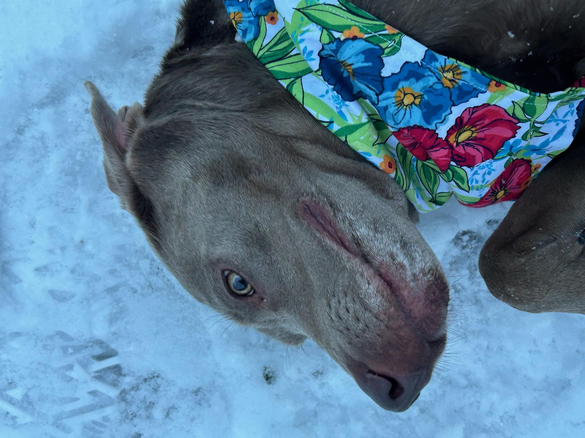 Enlarge Sylvie, a ADOPTABLE Labrador Retriever in Kellogg, ID image 4/4