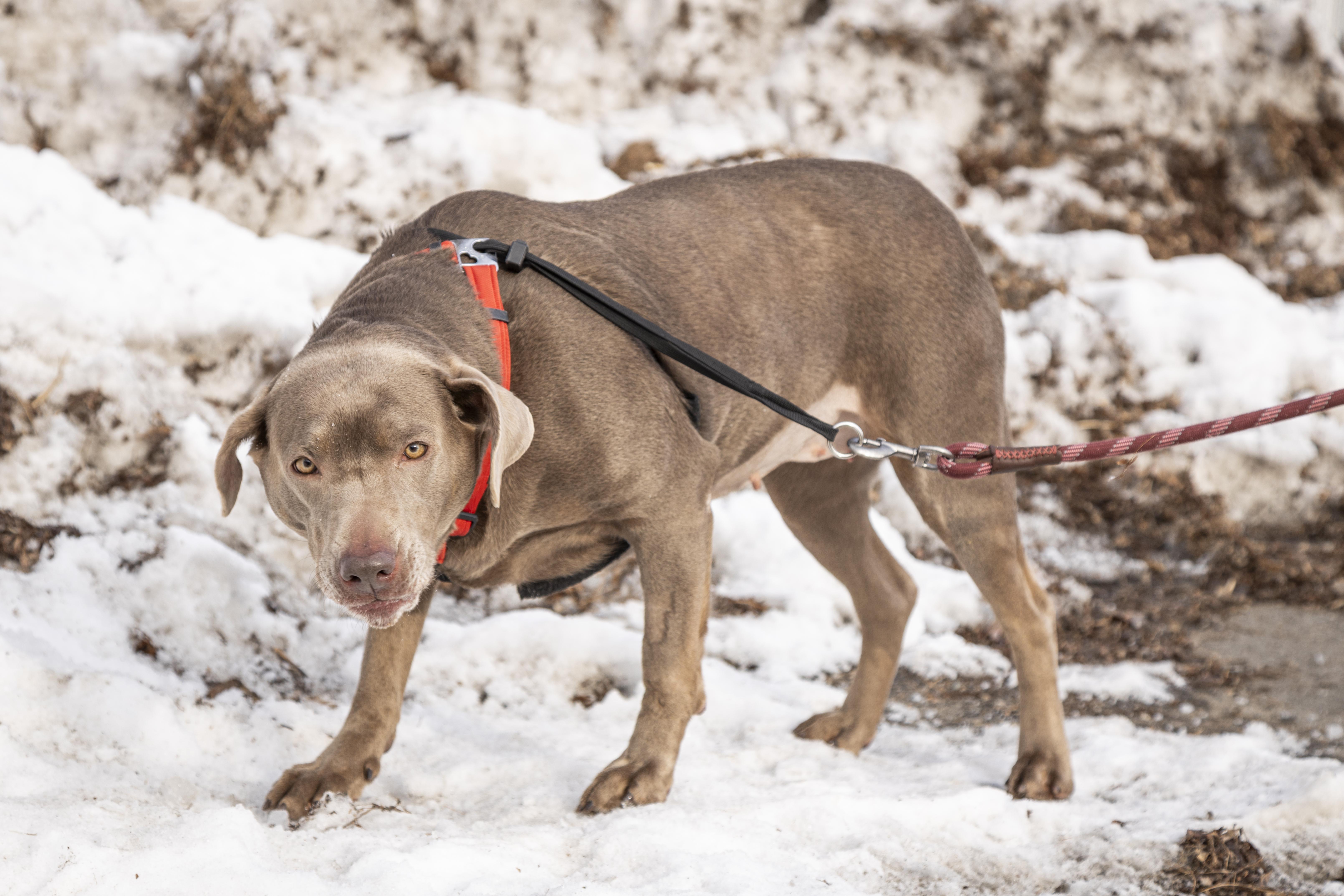 Enlarge Sylvie, a ADOPTABLE Labrador Retriever in Kellogg, ID image 3/5