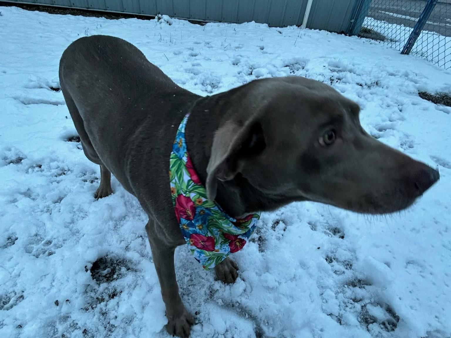 Enlarge Sylvie, a ADOPTABLE Labrador Retriever in Kellogg, ID image 3/4