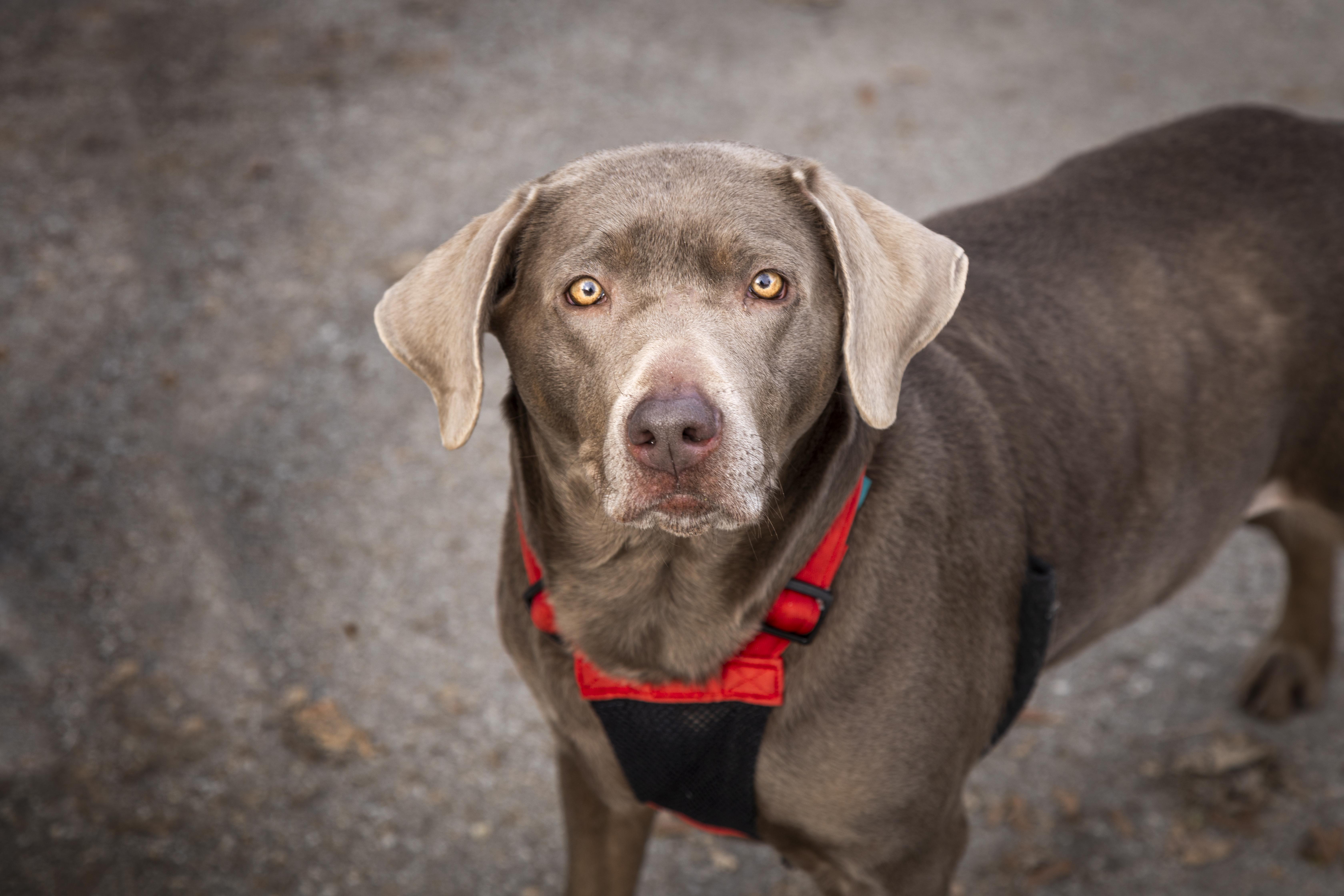 Enlarge Sylvie, a ADOPTABLE Labrador Retriever in Kellogg, ID image 1/5
