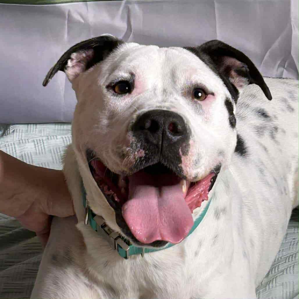 Enlarge Darla, a Adoptable Mixed Breed in Huntsville, AL image 1/3