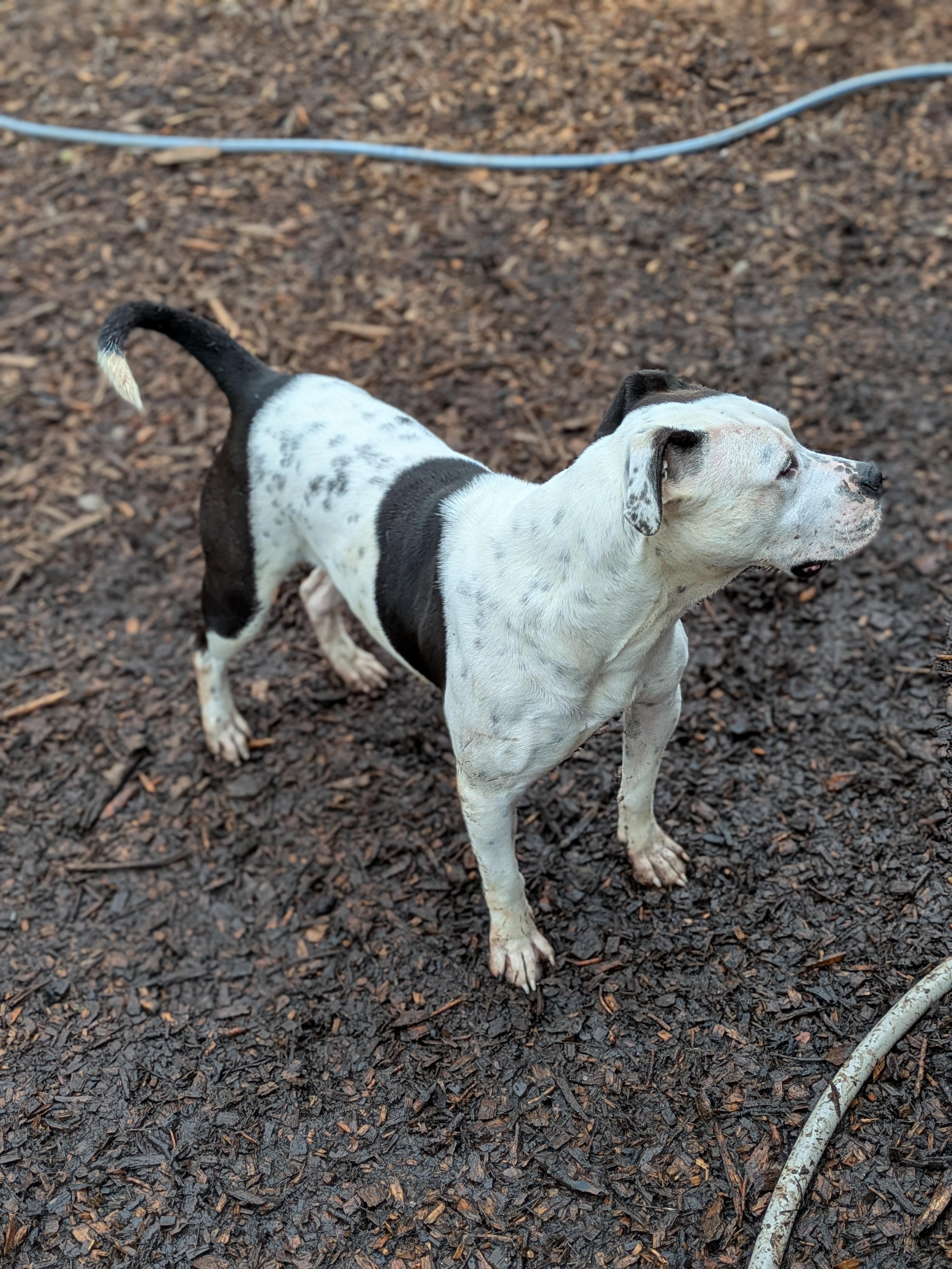 Enlarge Darla, a Adoptable Mixed Breed in Huntsville, AL image 3/3