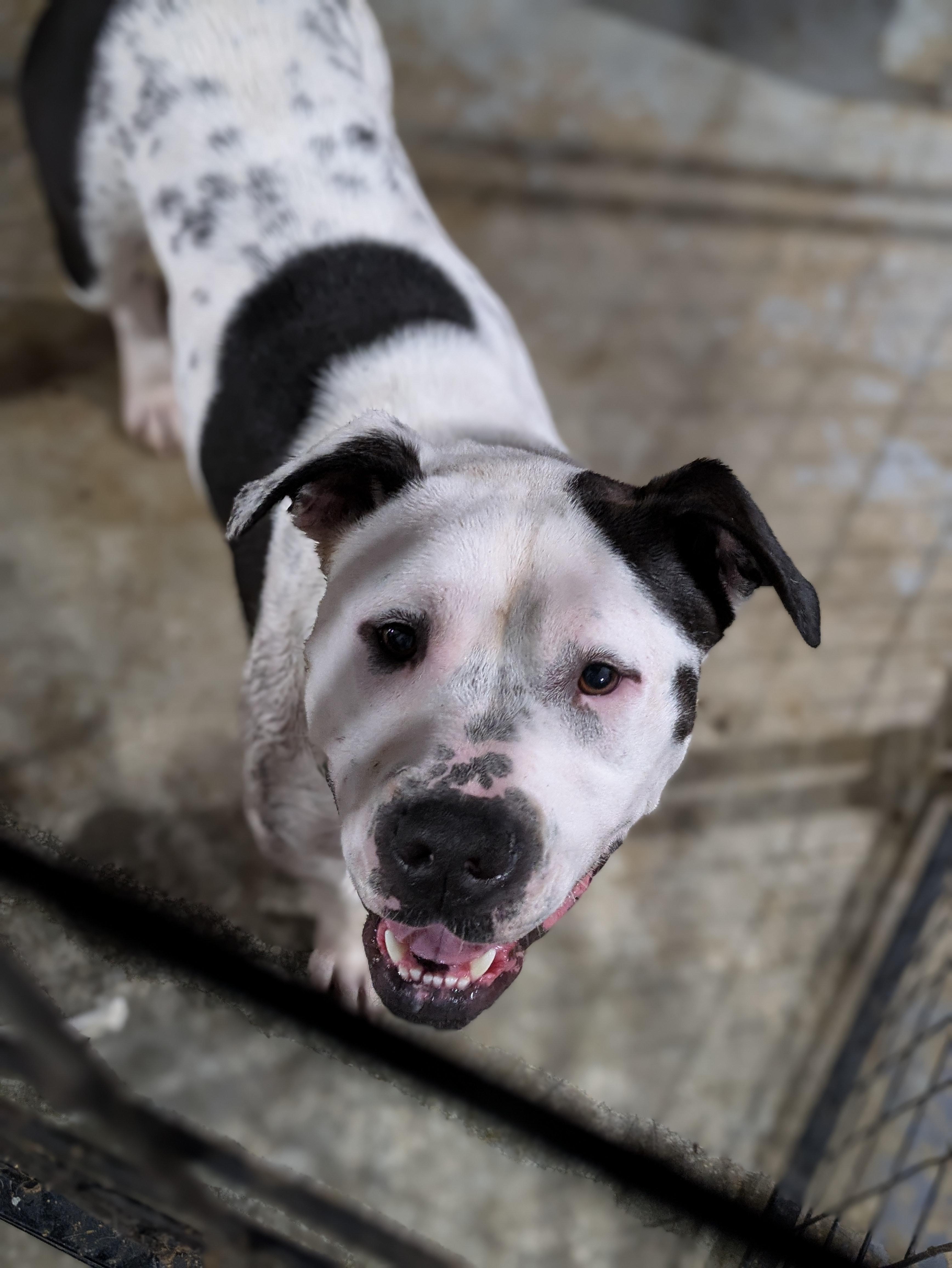 Enlarge Darla, a Adoptable Mixed Breed in Huntsville, AL image 2/3