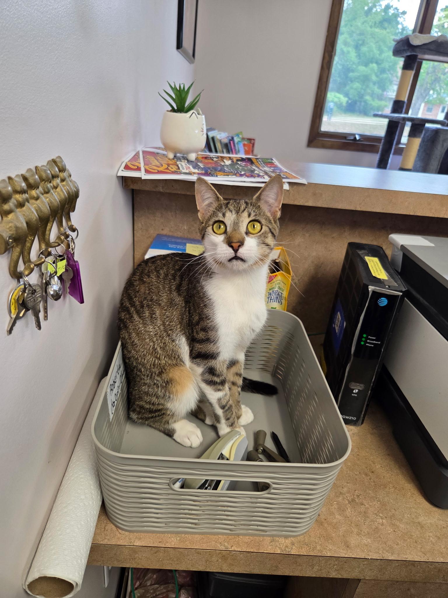 Corey, Adopted, Young Male Domestic Short Hair.
