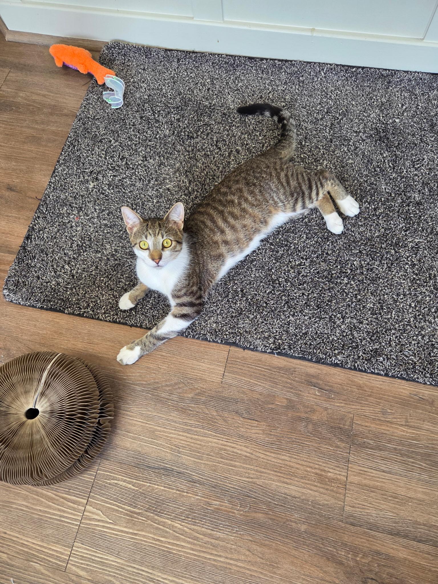Enlarge Corey, a Adopted Domestic Short Hair in Grosse Ile, MI image 2/2