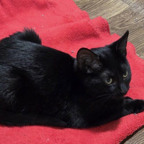 Samantha Stevens, Adoptable, Kitten Female Domestic Short Hair.