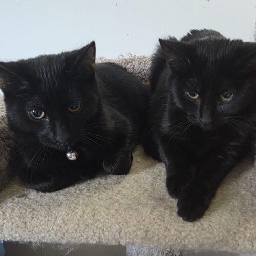 Samantha Stevens, a Adoptable Domestic Short Hair in Canal Winchester, OH image 2/3