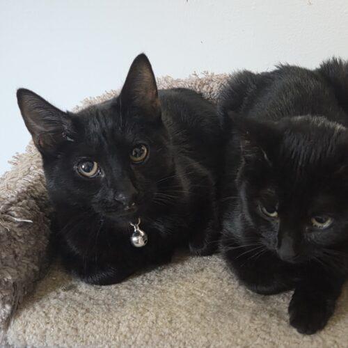 Samantha Stevens, a Adoptable Domestic Short Hair in Canal Winchester, OH image 3/3