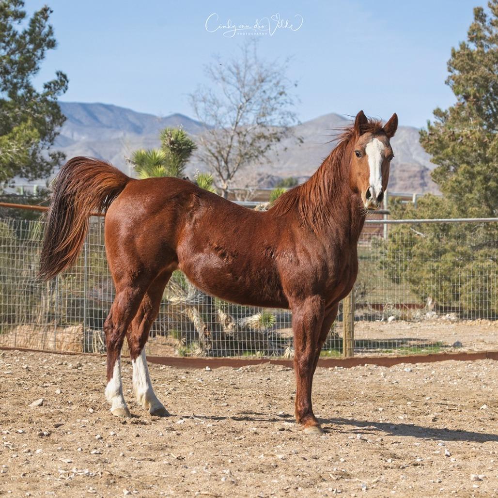 Georgia, Adoptable, Senior Female Quarterhorse.