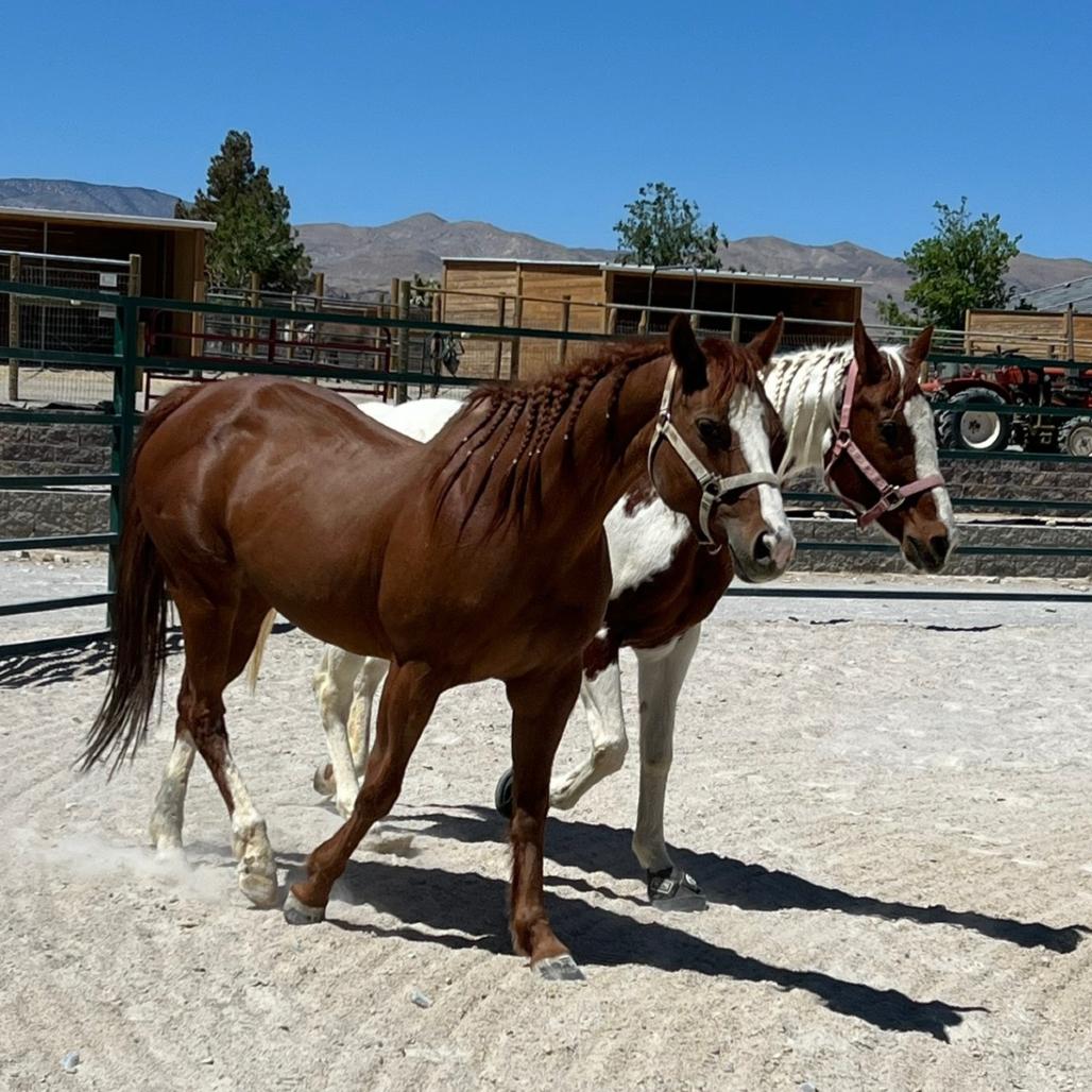 Georgia, Adoptable, Senior Female Quarterhorse.