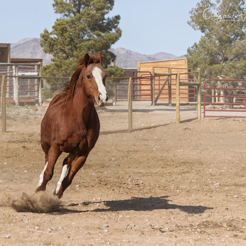 Enlarge Georgia, a Adoptable Quarterhorse in Las Vegas, NV image 2/3