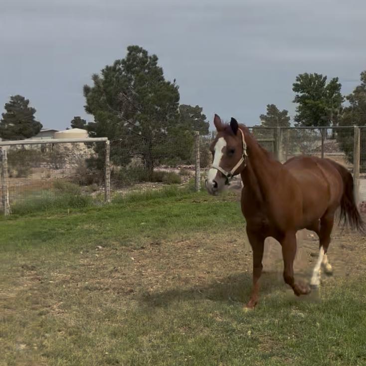 Enlarge Georgia, a Adoptable Quarterhorse in Las Vegas, NV image 2/2