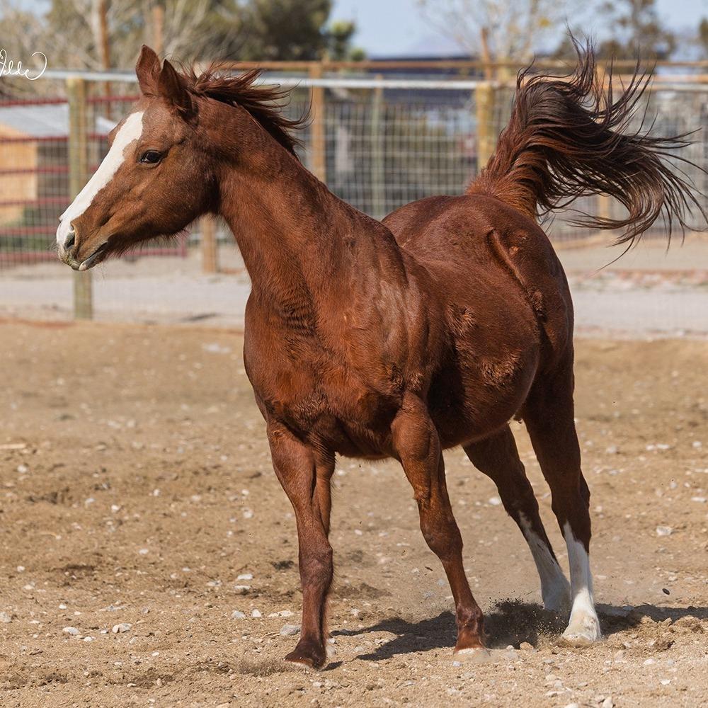 Enlarge Georgia, a Adoptable Quarterhorse in Las Vegas, NV image 3/3