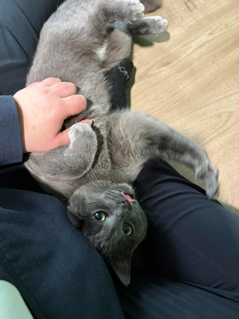 Enlarge Jinu, a Adoptable Domestic Short Hair in Arthur, ON image 1/5