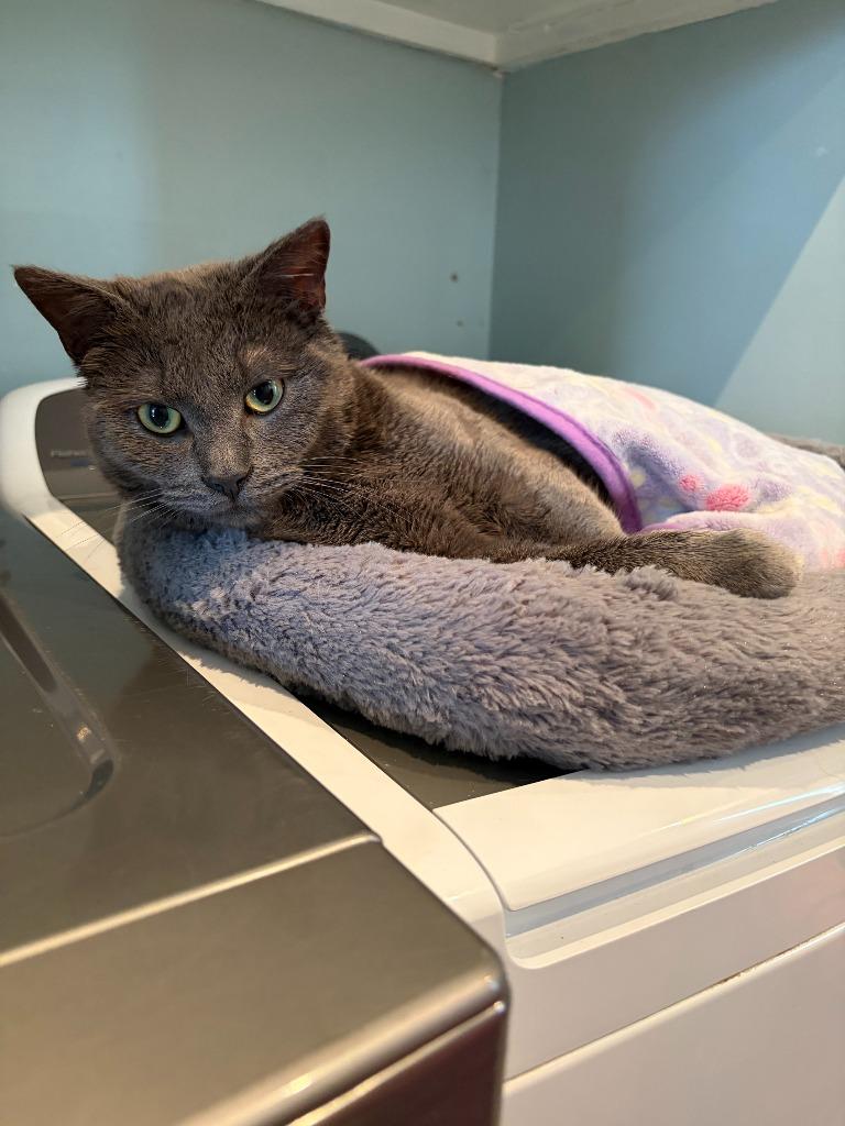 Enlarge Jinu, a Adoptable Domestic Short Hair in Arthur, ON image 2/5