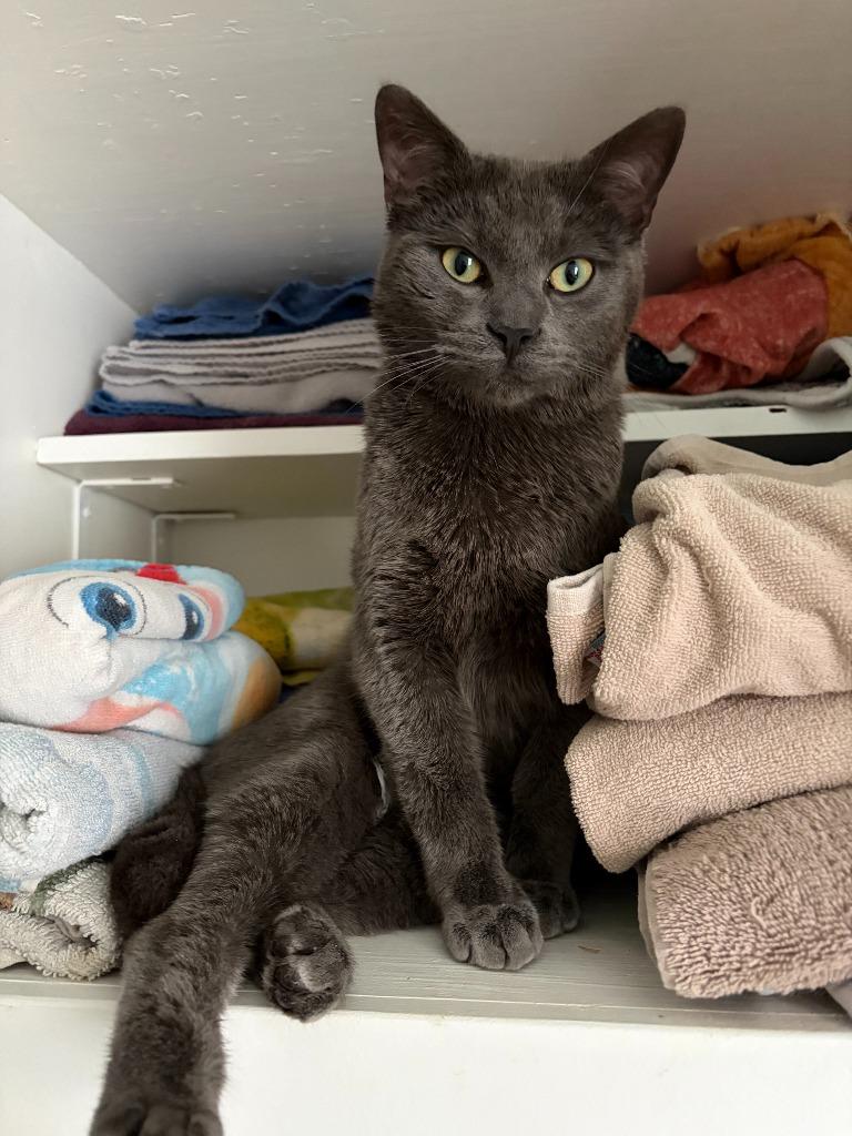 Enlarge Jinu, a Adoptable Domestic Short Hair in Arthur, ON image 3/5