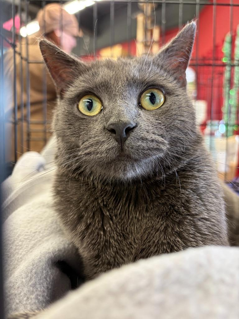 Enlarge Jinu, a Adoptable Domestic Short Hair in Arthur, ON image 4/5