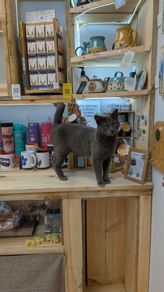 Enlarge Jinu, a Adoptable Domestic Short Hair in Arthur, ON image 5/5