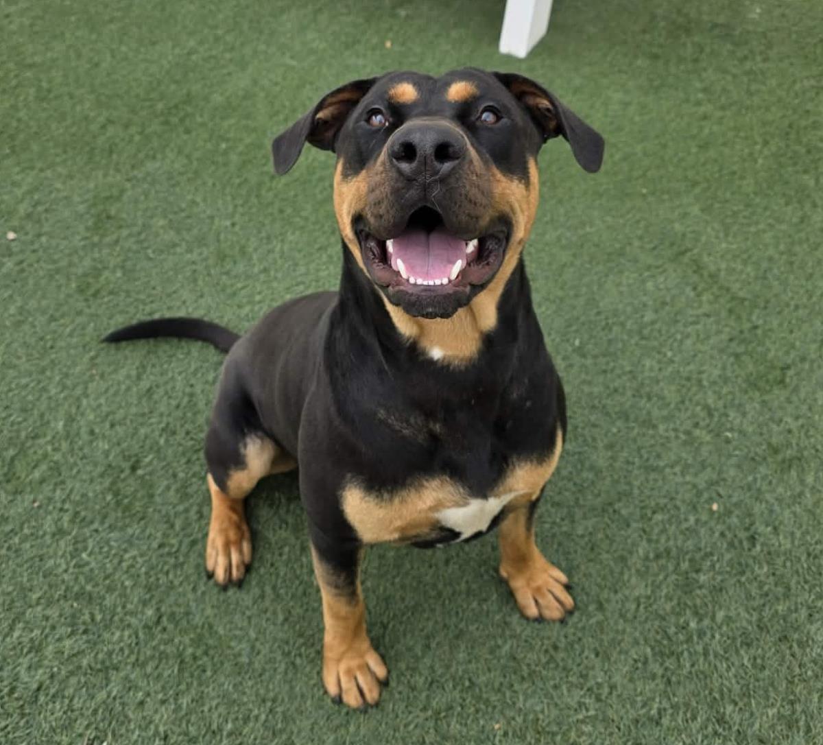 Wally, Adoptable, Adult Male Rottweiler & Pit Bull Terrier.