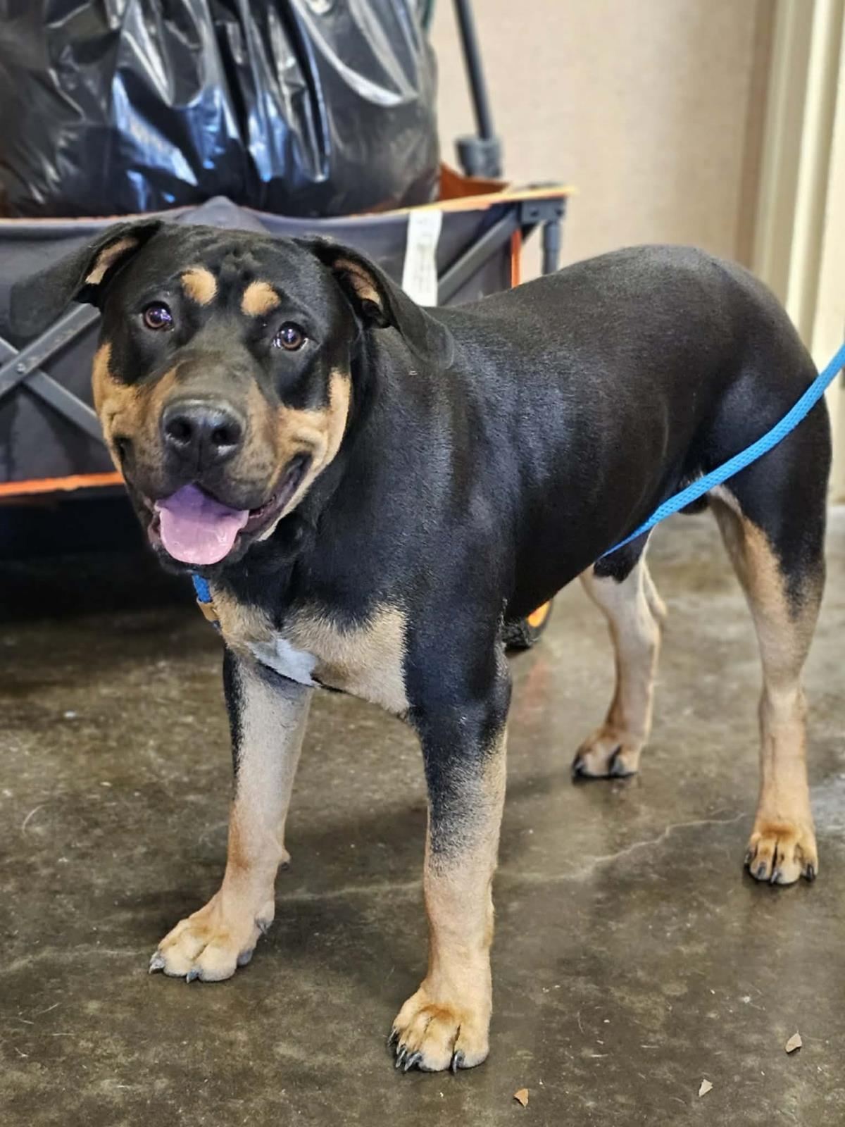Enlarge Wally, a Adoptable mixed breed in Rockwall, TX image 2/3