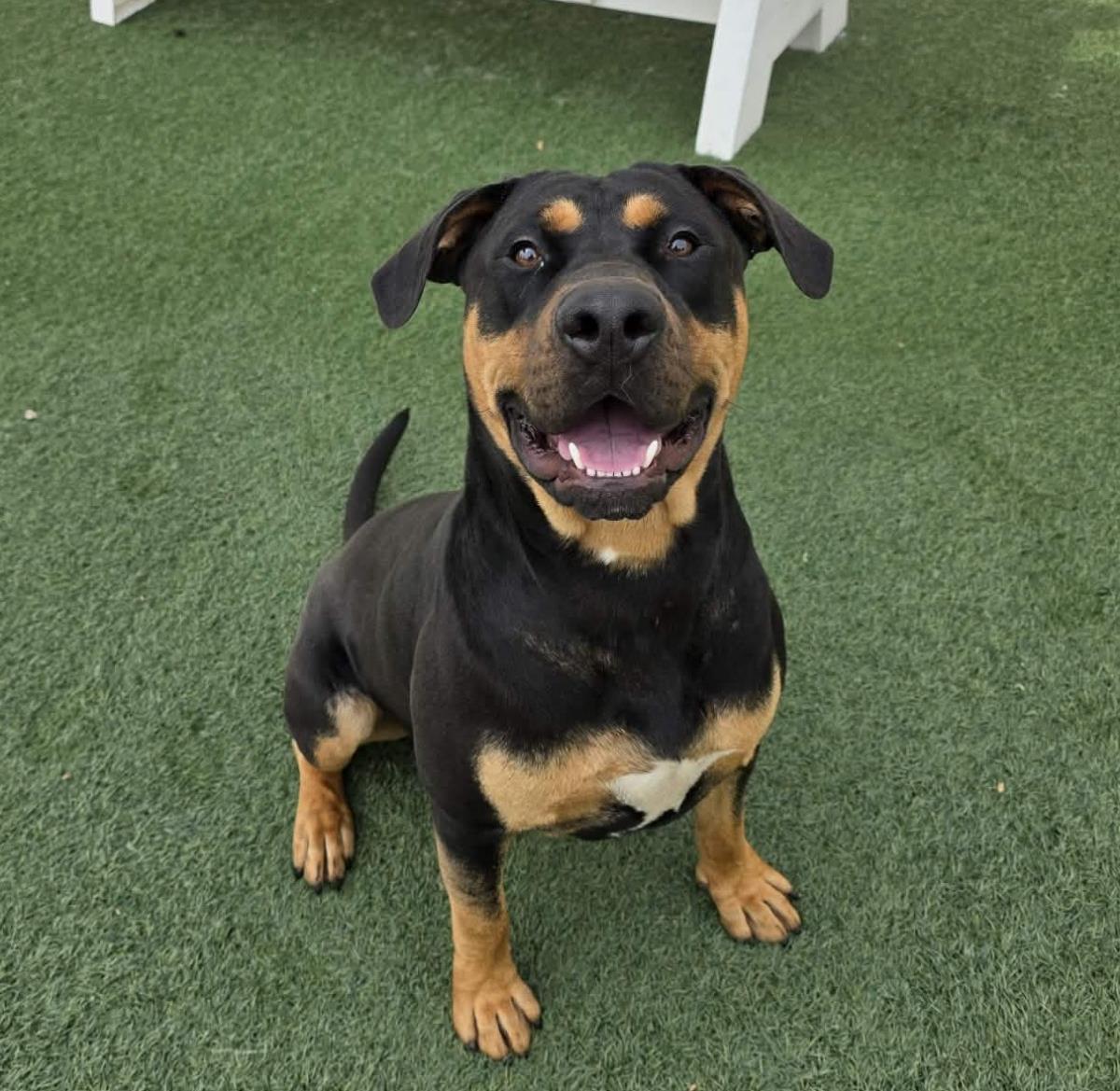 Enlarge Wally, a Adoptable mixed breed in Rockwall, TX image 3/3