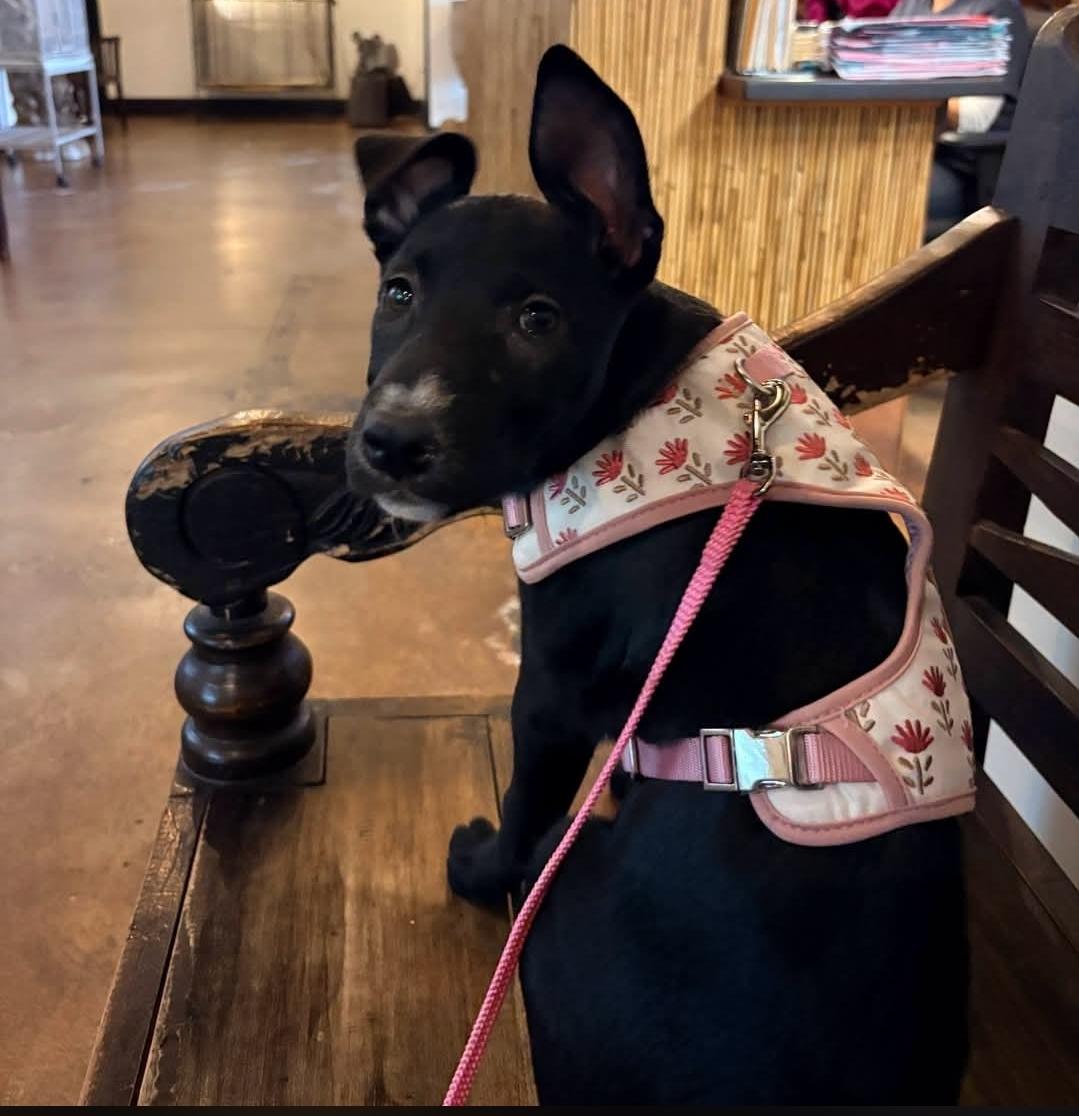Enlarge Leia, a Adoptable mixed breed in Miami, FL image 1/1