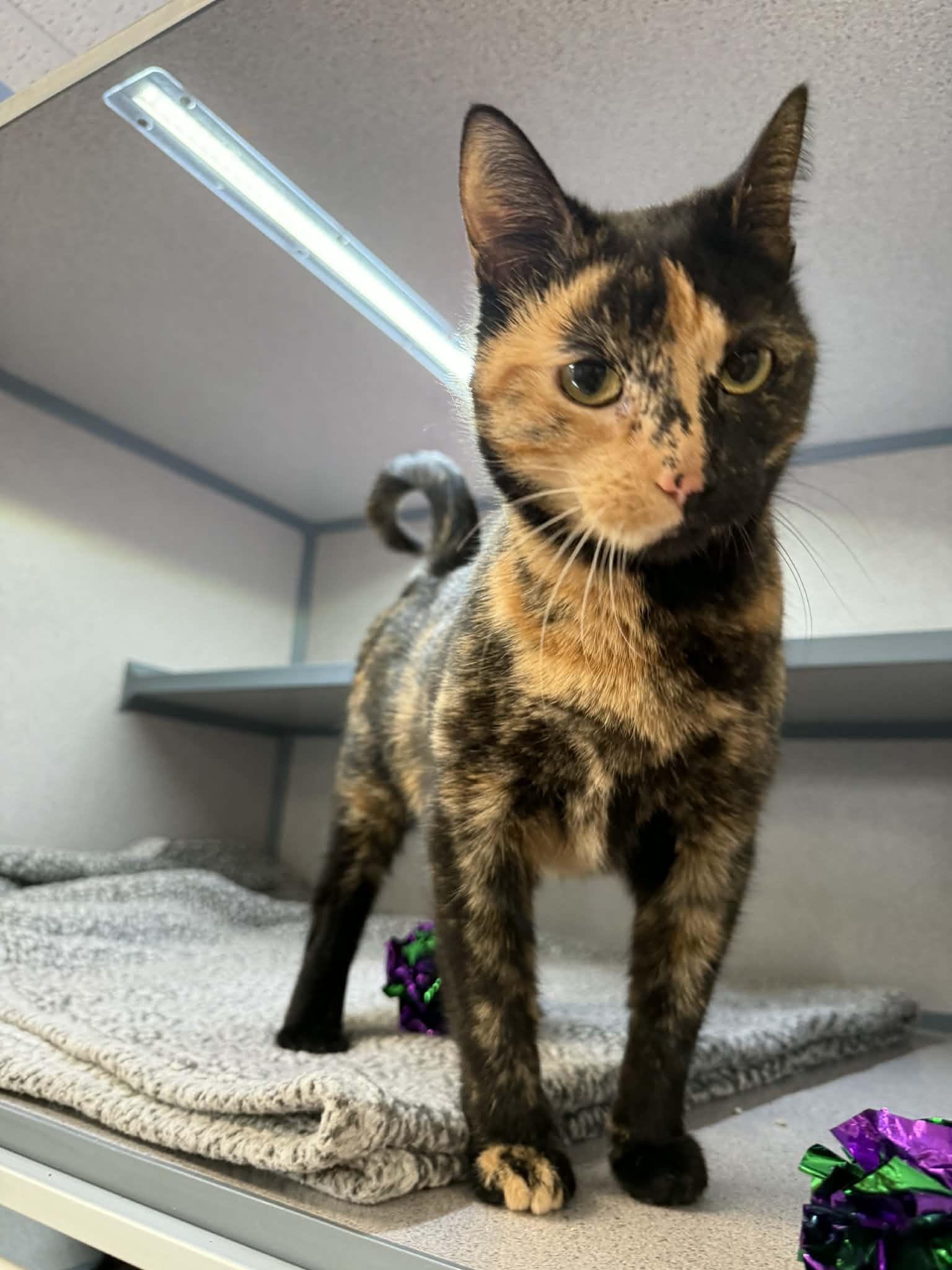 Aphrodite, adopted, Adult Female Domestic Short Hair.