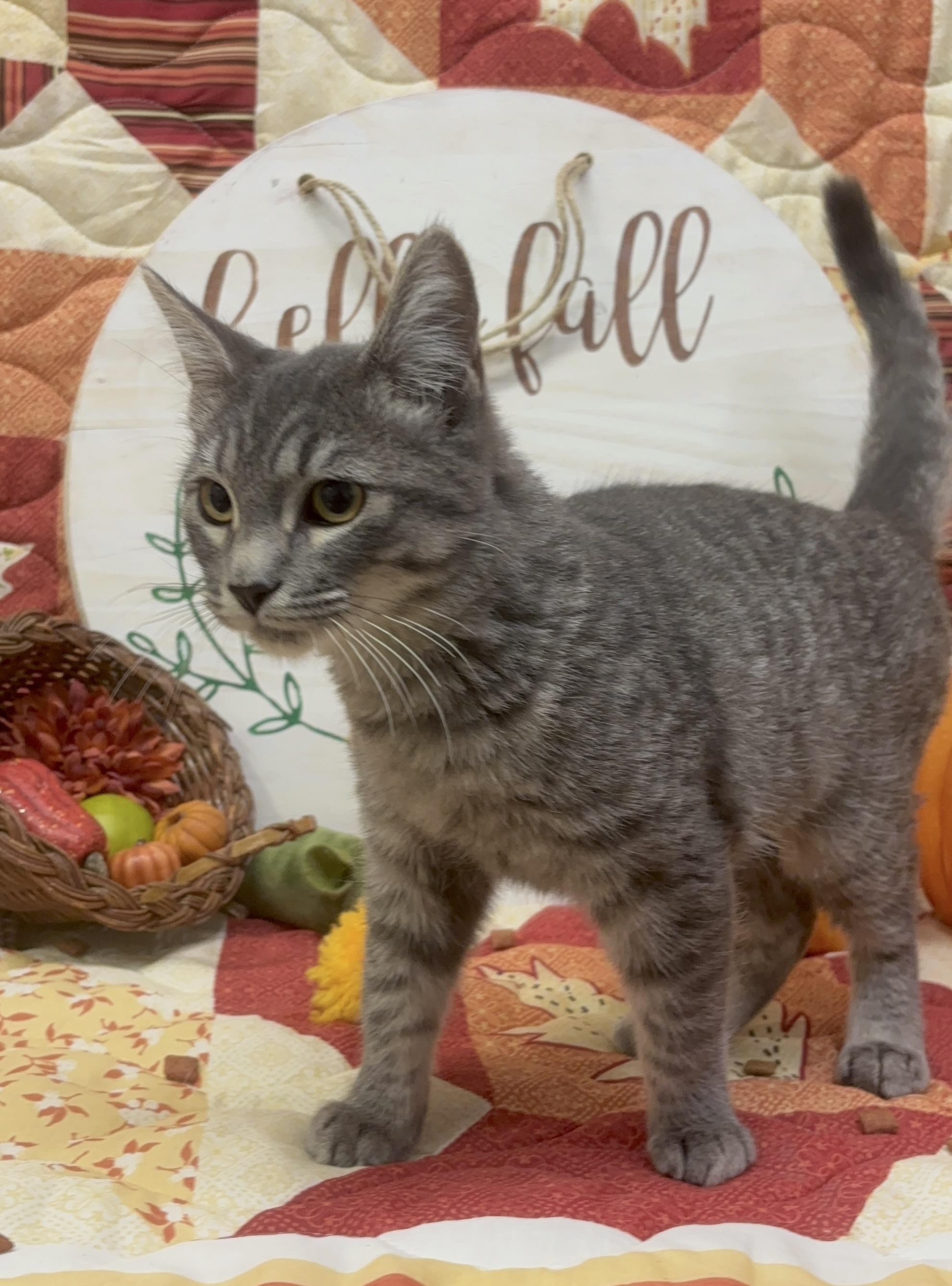 Frog, a Adopted mixed breed in Payson, AZ image 1/2