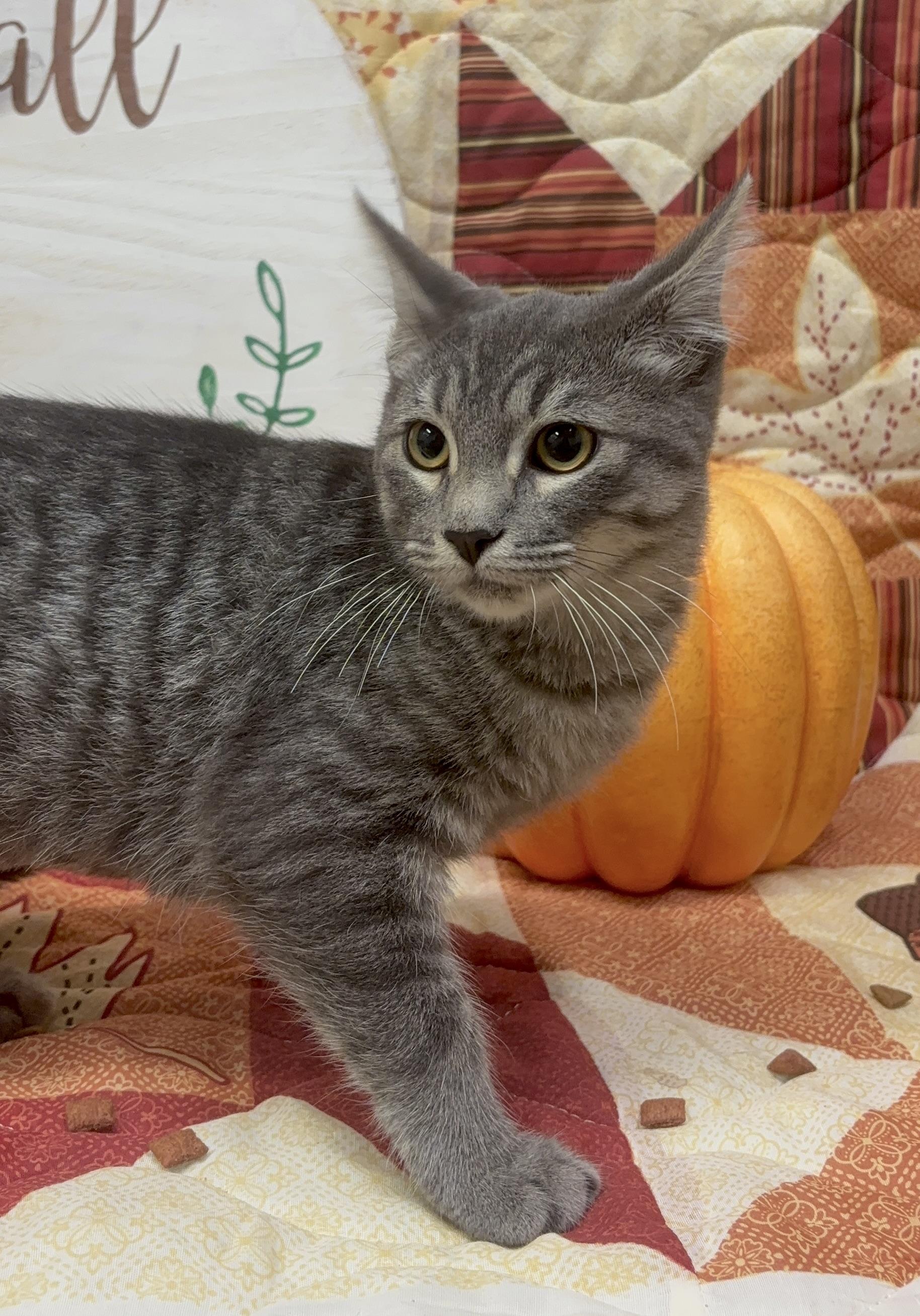 Frog, a Adopted mixed breed in Payson, AZ image 2/2