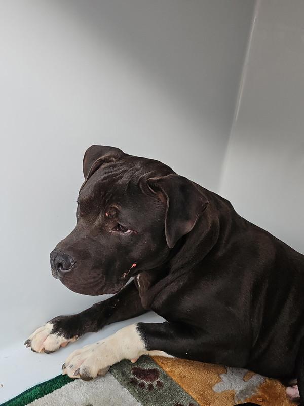 Enlarge 26-02-0497 Kane, a Adoptable mixed breed in Dallas, GA image 1/1