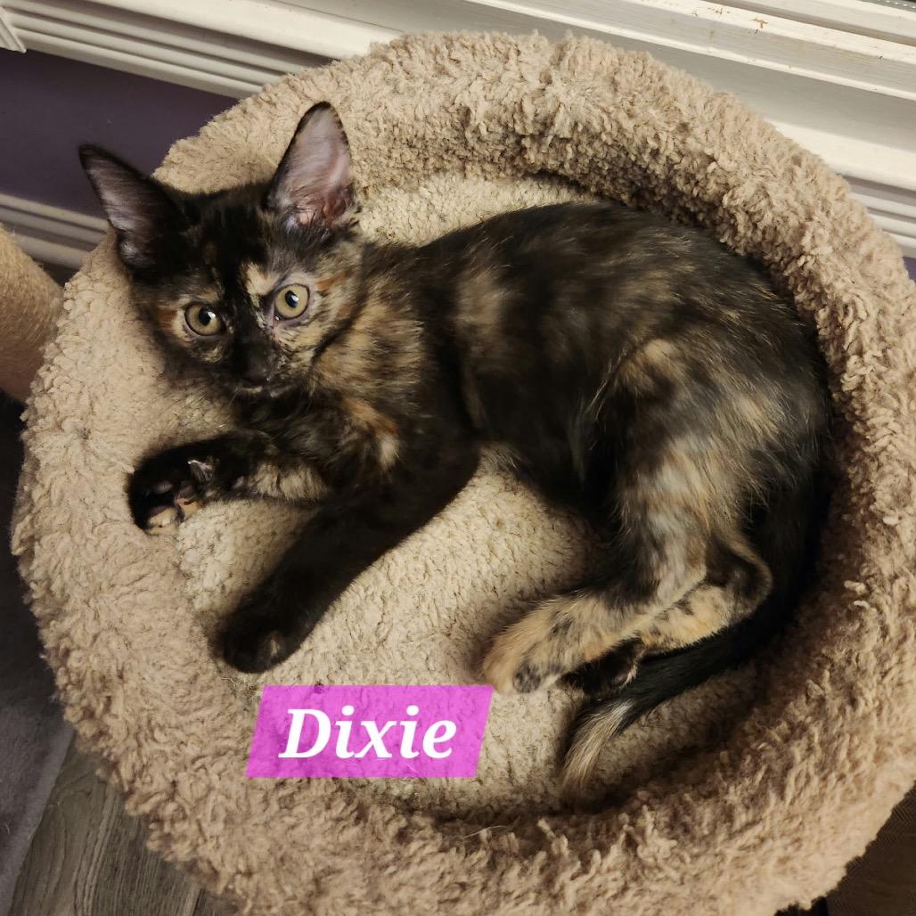Dixie, Adoptable, Kitten Female Domestic Short Hair.