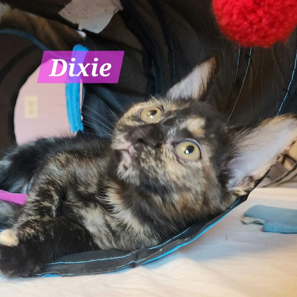 Enlarge Dixie, a Adoptable Domestic Short Hair in La Grange, KY image 2/3