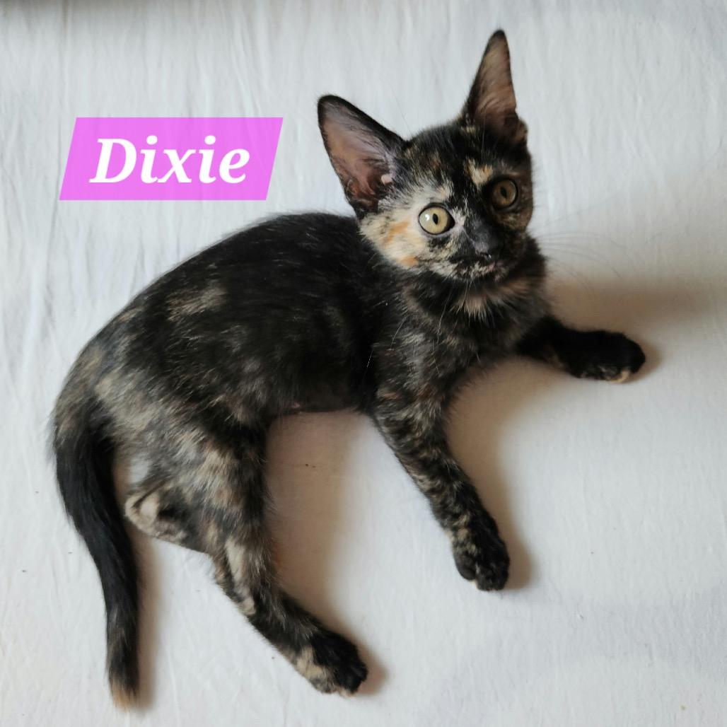 Enlarge Dixie, a Adoptable Domestic Short Hair in La Grange, KY image 3/3