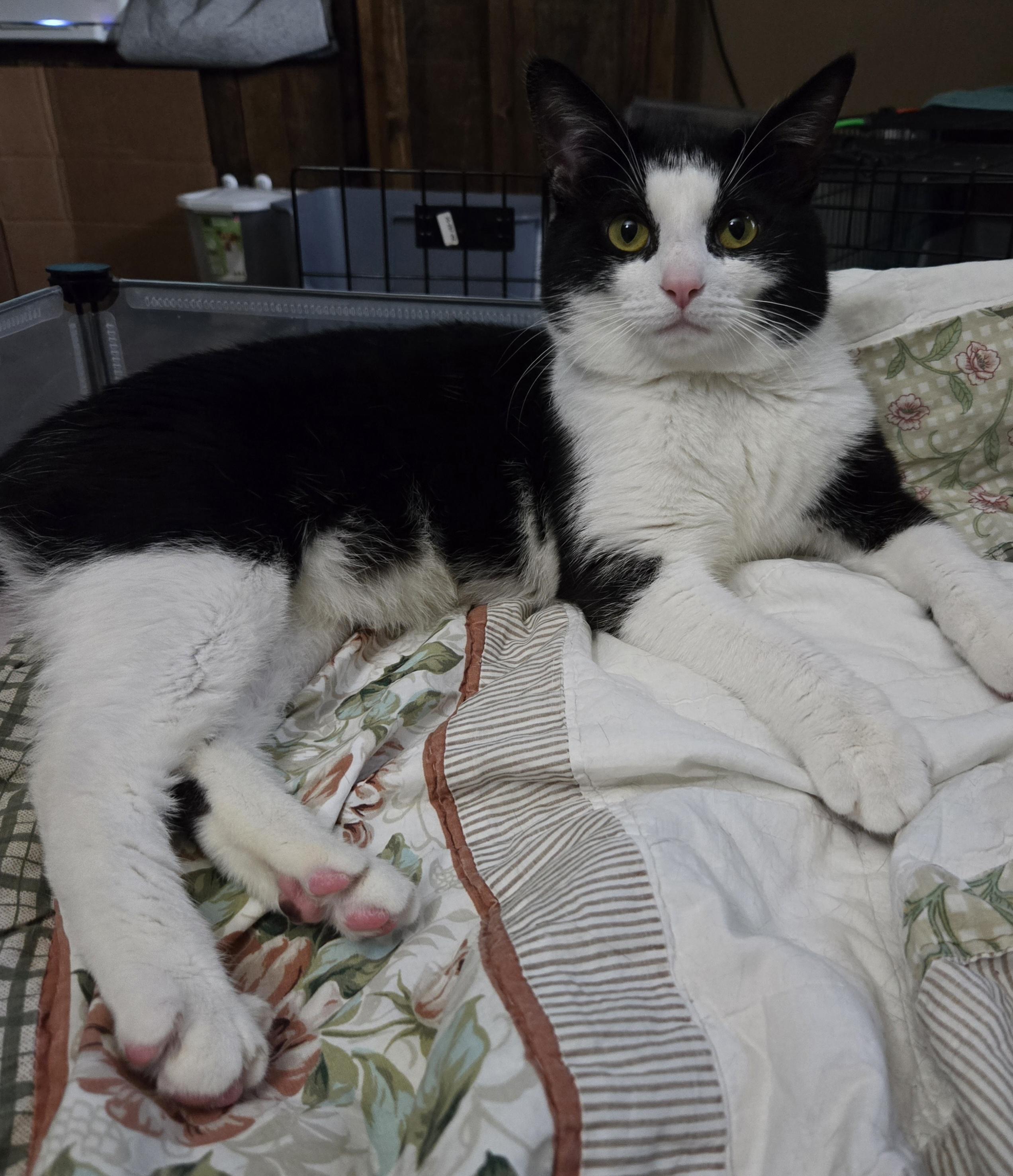 Huxley, an adoptable Domestic Short Hair in Grove City, OH image 3/4