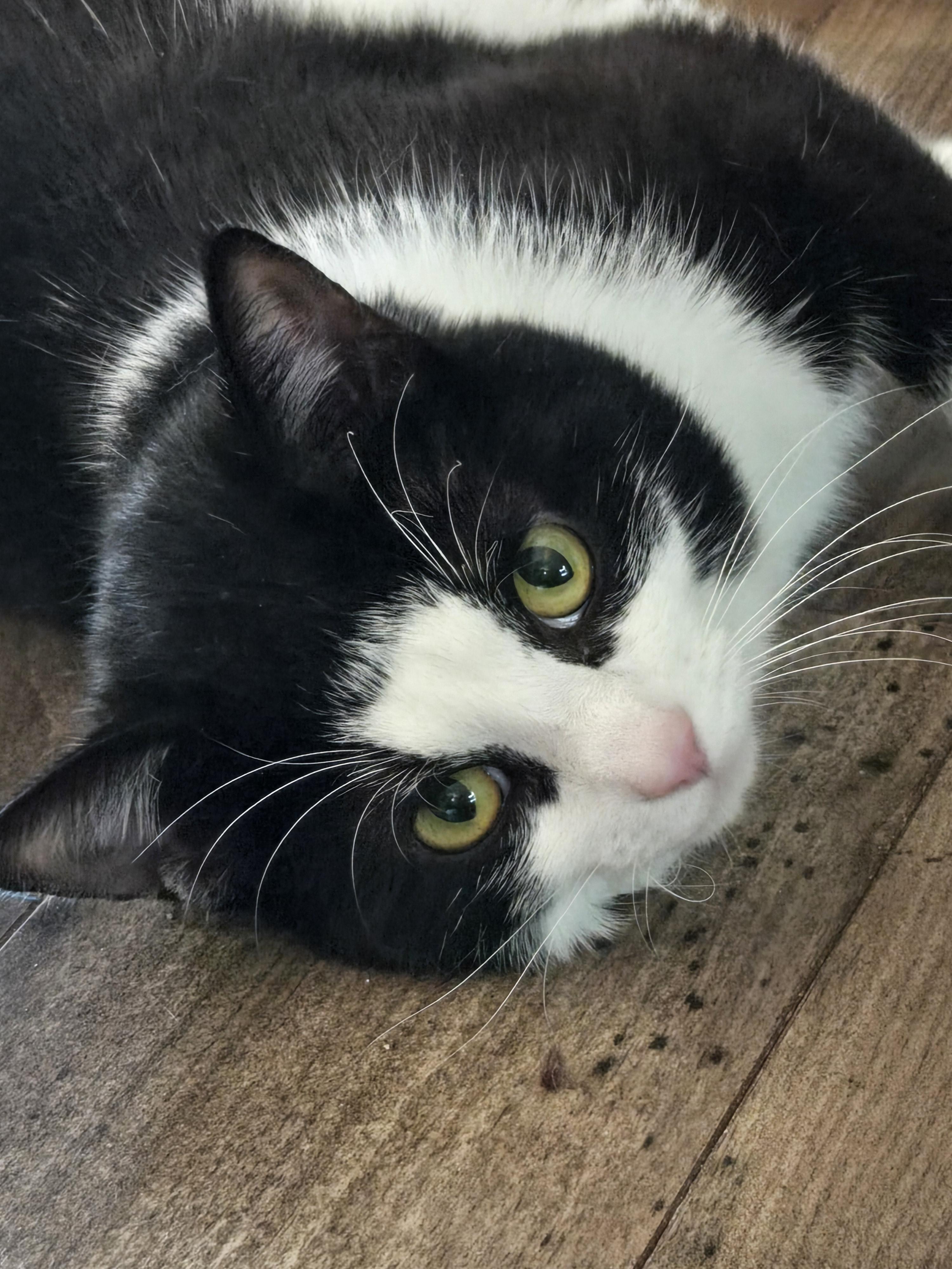 Huxley, an adoptable Domestic Short Hair in Grove City, OH image 1/4