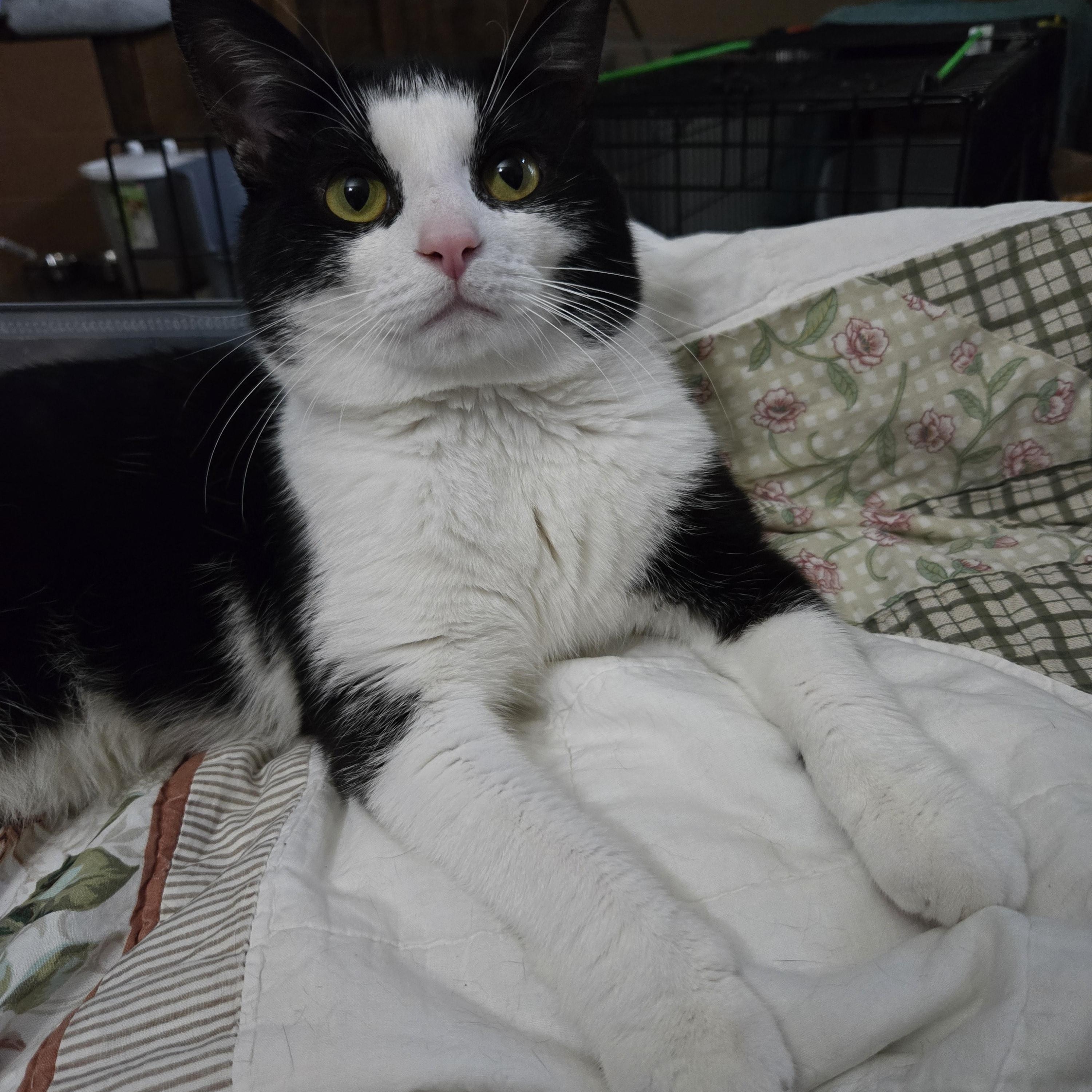Huxley, an adoptable Domestic Short Hair in Grove City, OH image 2/4