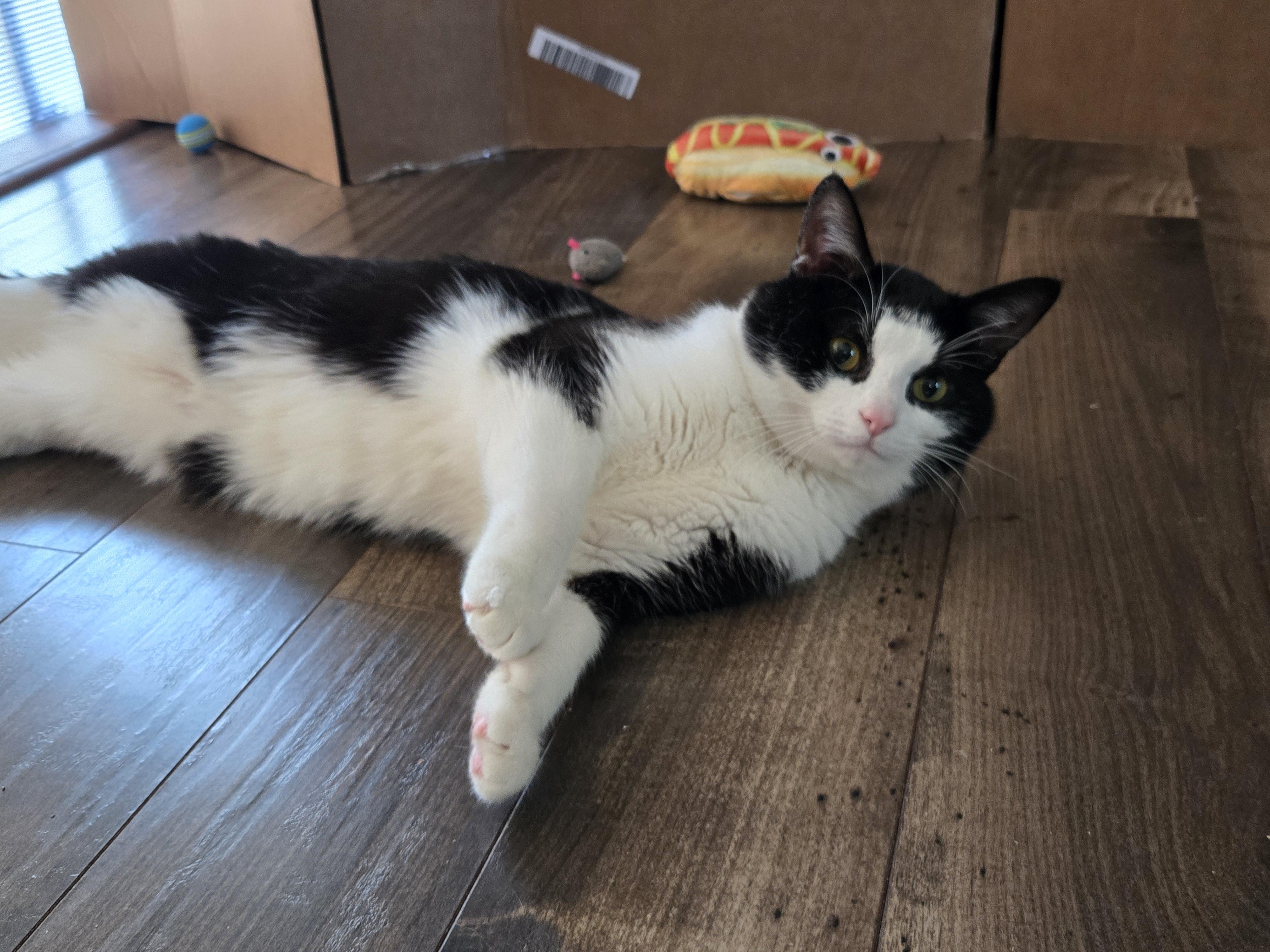 Huxley, an adoptable Domestic Short Hair in Grove City, OH image 4/4