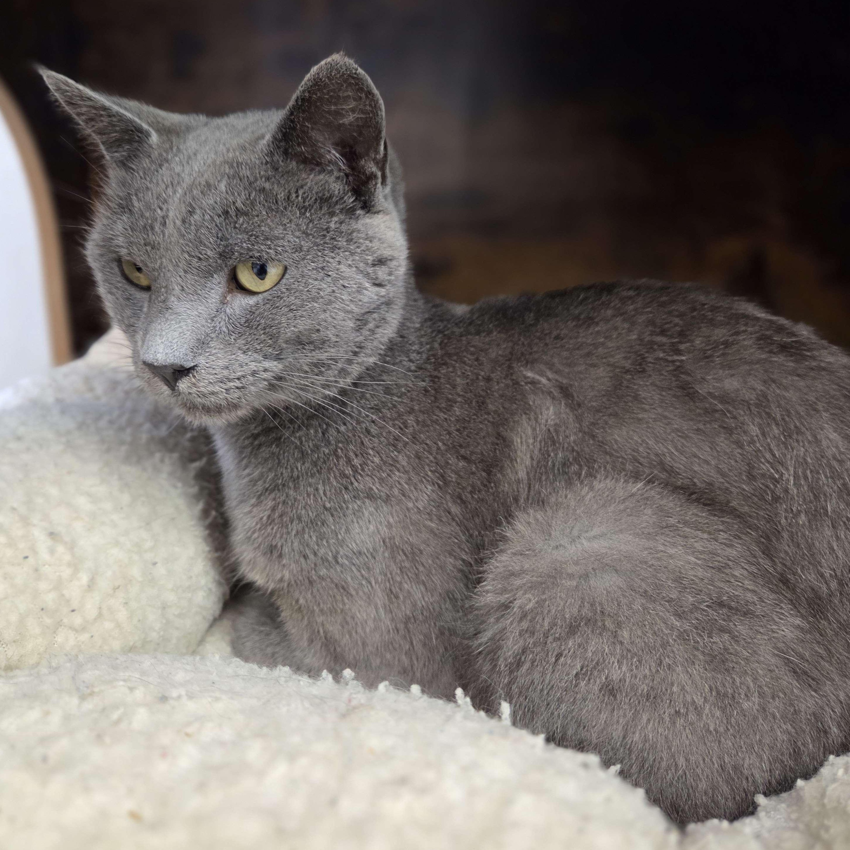 Pewter - Sidekick
