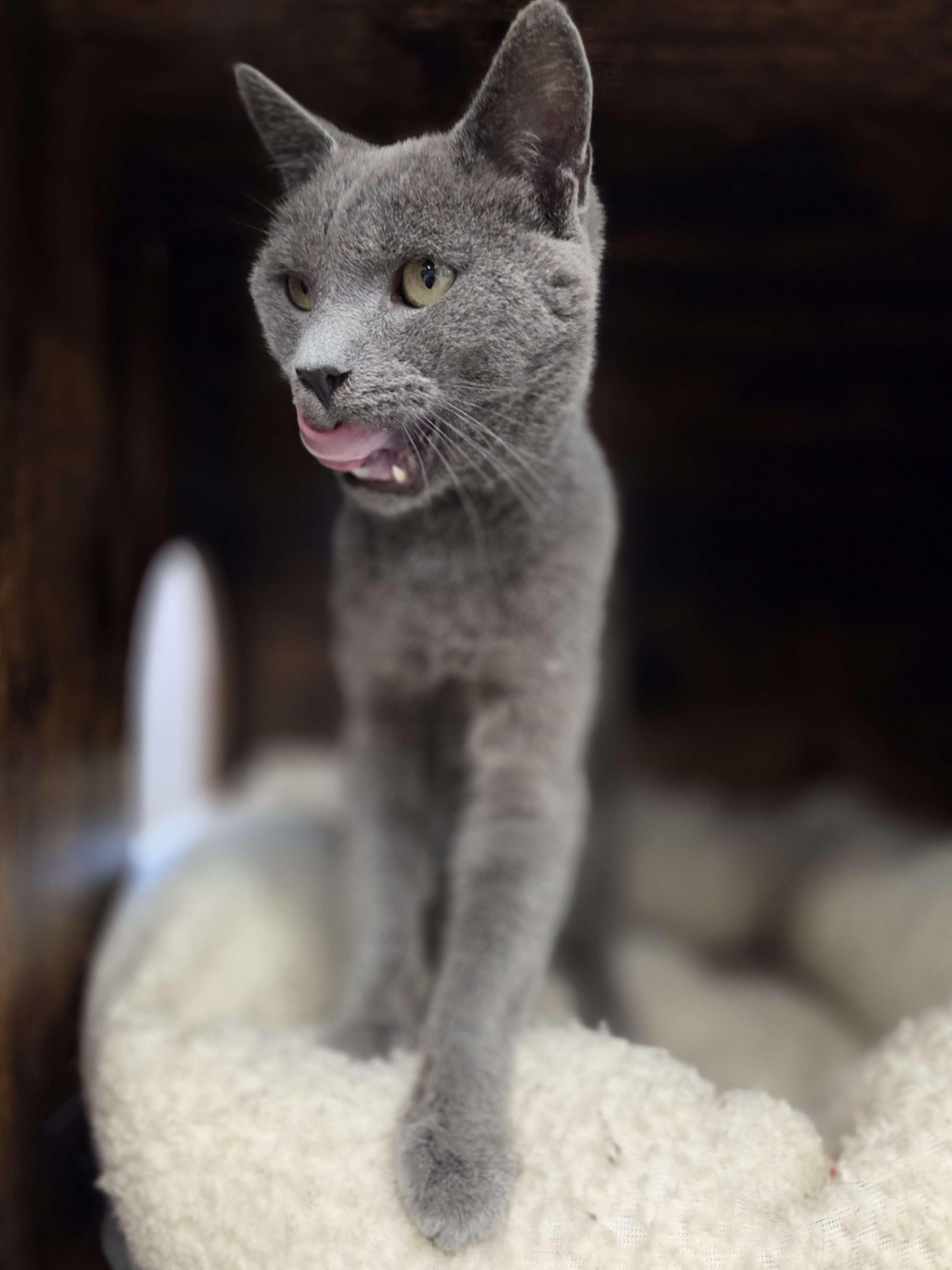 Pewter - Sidekick