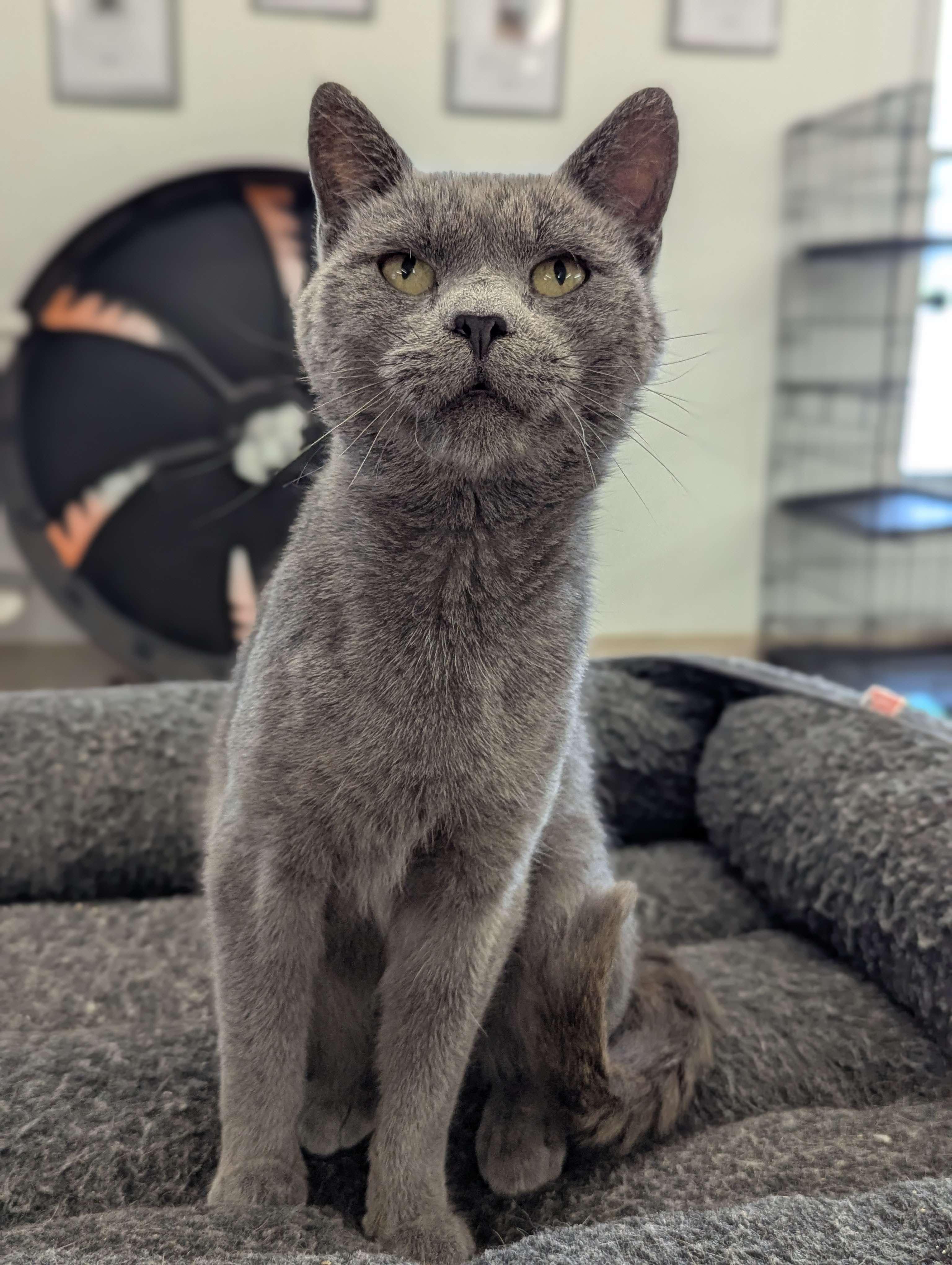 Pewter - Sidekick