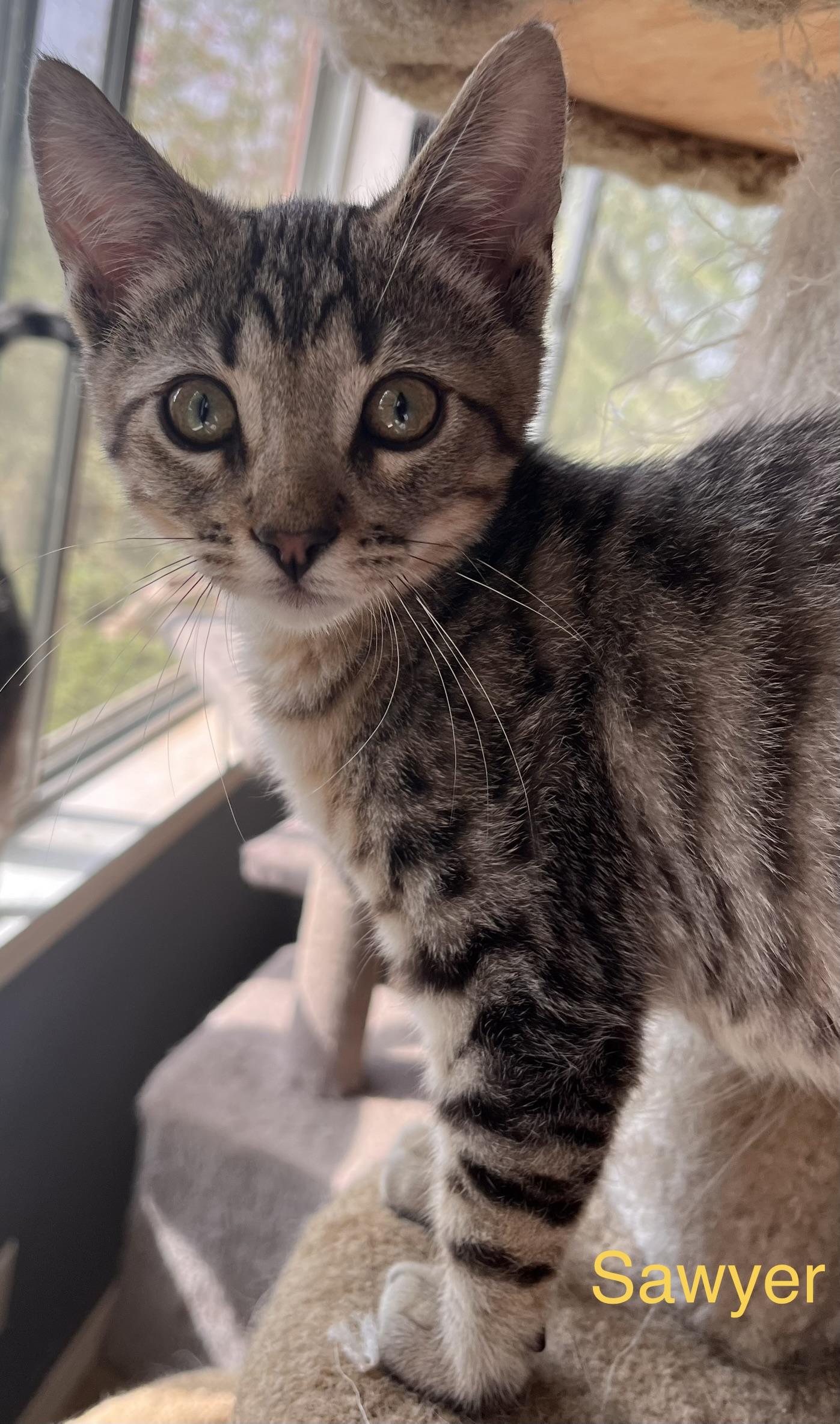 Sawyer, Adoptable, Kitten Male American Shorthair & Domestic Short Hair.