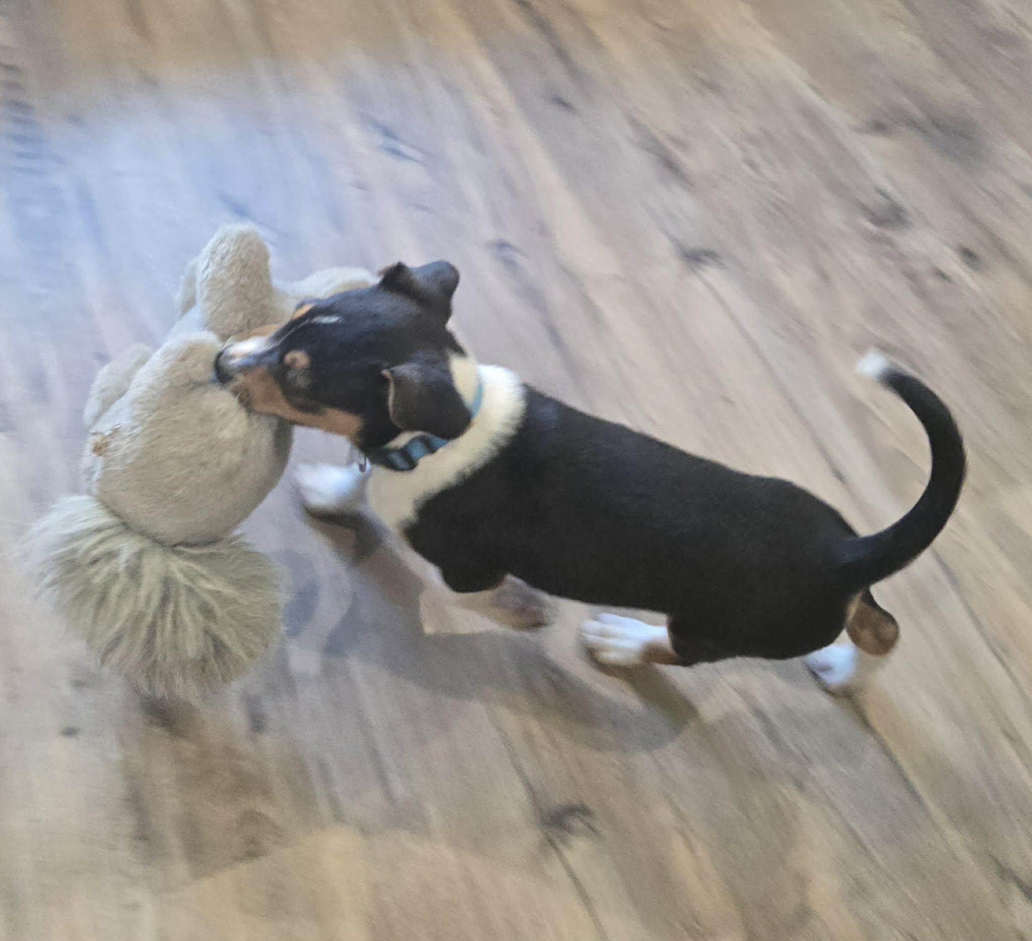 Ferris. ADOPTED, a ADOPTABLE mixed breed in Union Grove, WI image 3/3