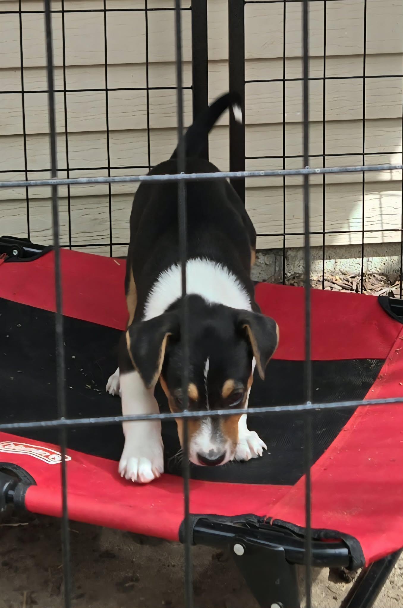 Ferris. ADOPTED, a ADOPTABLE mixed breed in Union Grove, WI image 2/3