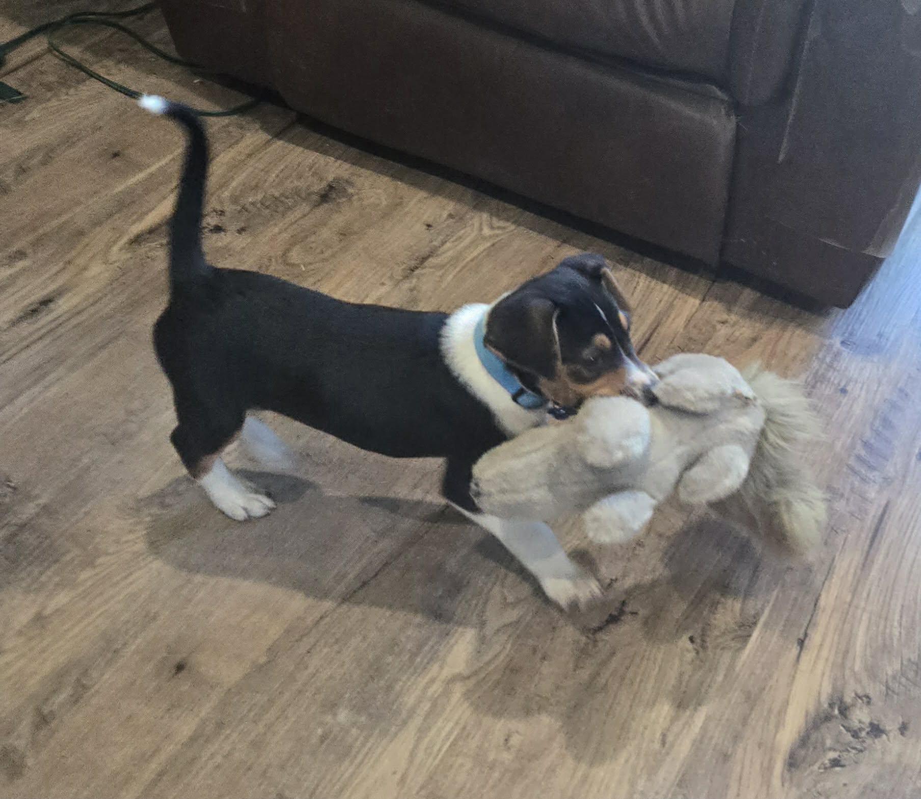 Ferris. ADOPTED, a ADOPTABLE mixed breed in Union Grove, WI image 1/3