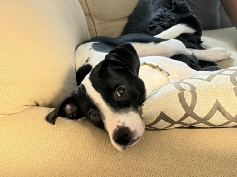 NORMAN, Adoptable, Young Male Hound & Pit Bull Terrier.